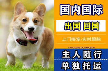 海西州宠物托运公司海西州宠物托运公司海西州宠物托运公司
